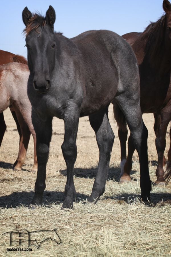 Wyo Mucha Blue's filly - PLENTY MUCHA BLUE MA